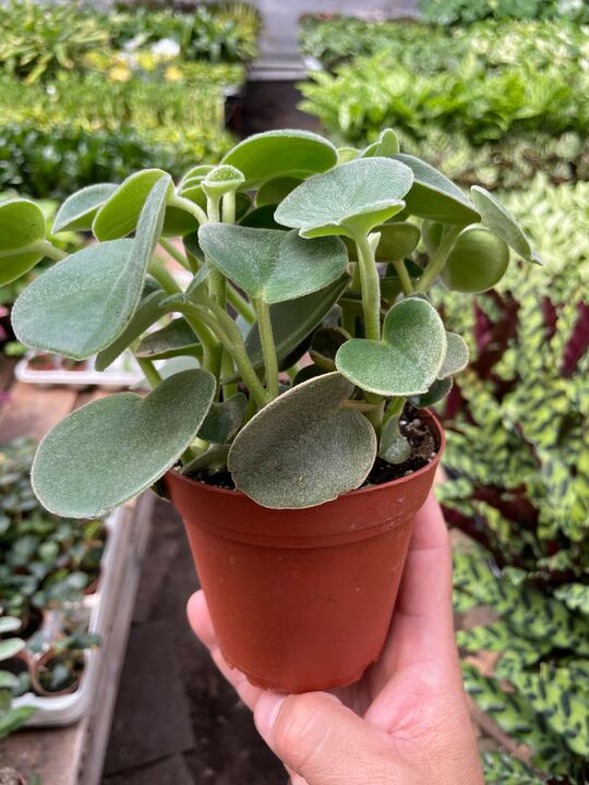 Load image into Gallery viewer, Peperomia 'Felted'
