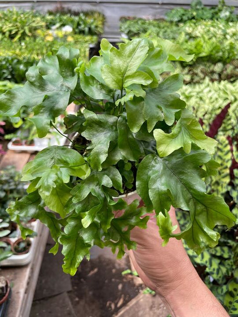 Fern 'Nicolas Diamond', additional product view 2
