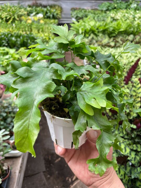 Nicolas Diamond fern