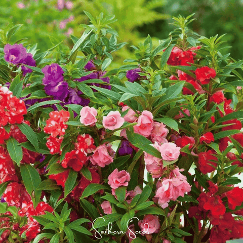 Bush Mix Impatiens – 50 Seeds, additional product view 2