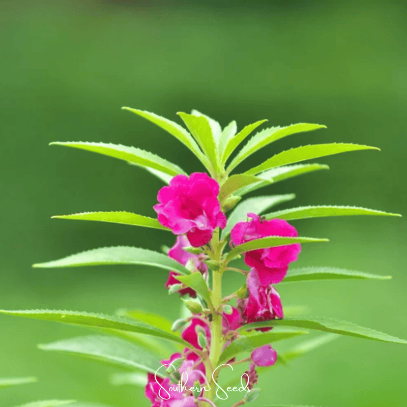 Load image into Gallery viewer, Bush Mix Impatiens – 50 Seeds
