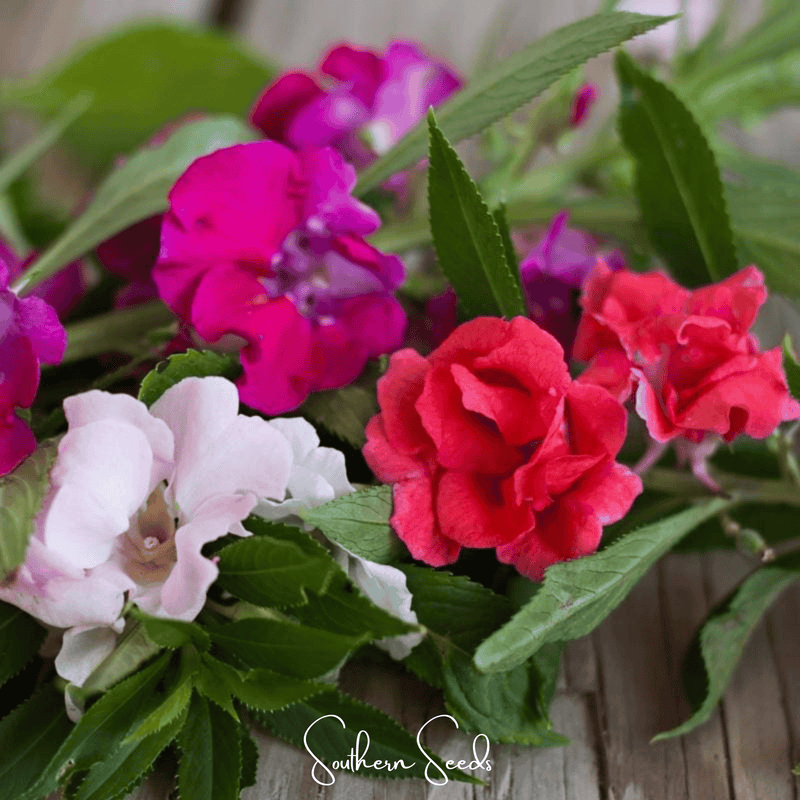 Load image into Gallery viewer, Bush Mix Impatiens – 50 Seeds
