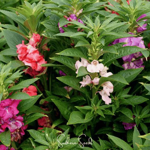 Bush Mix Impatiens 50 Seeds