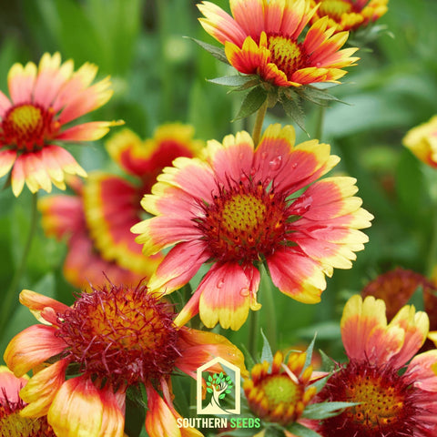 Indian Blanket – Firewheel – 200 Seeds, additional product view 2
