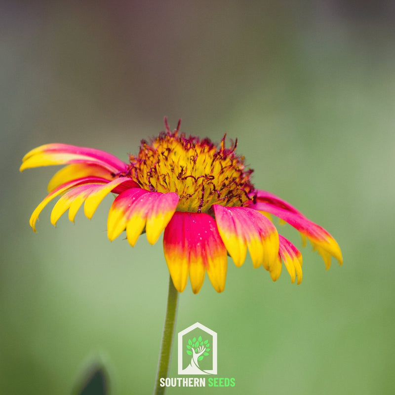 Load image into Gallery viewer, Indian Blanket – Firewheel – 200 Seeds
