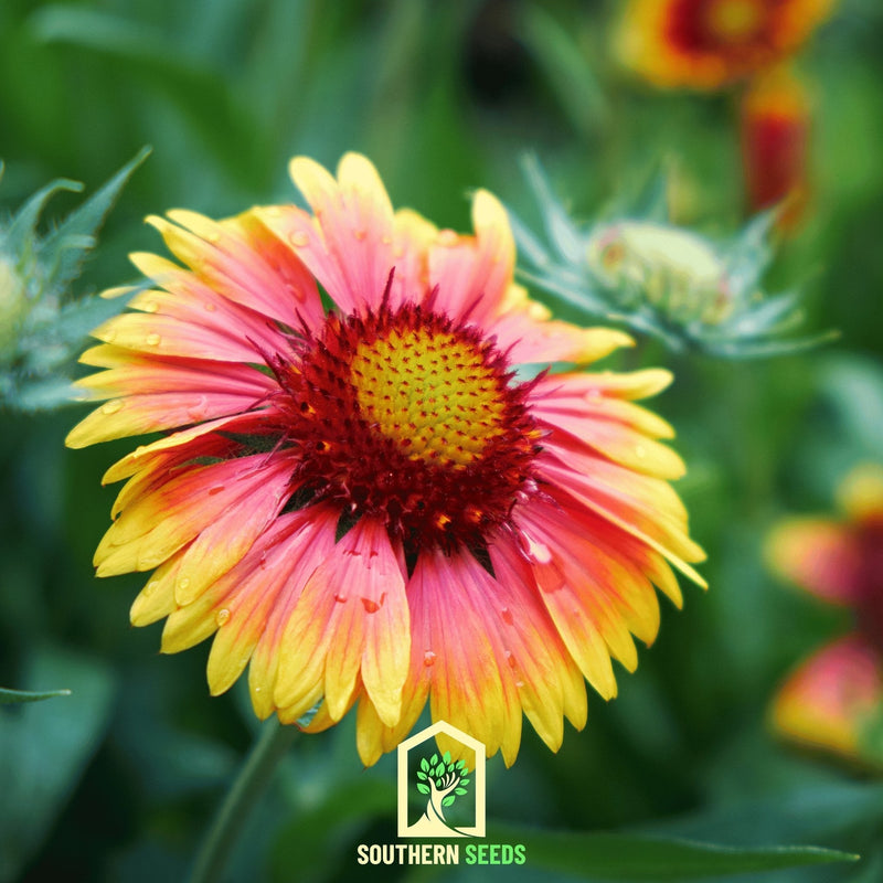 Load image into Gallery viewer, Indian Blanket – Firewheel – 200 Seeds
