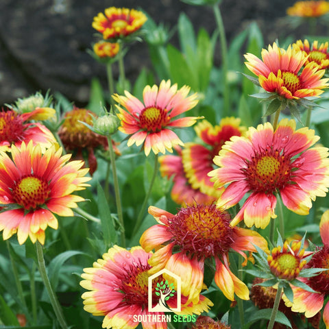 Indian Blanket Firewheel 200 Seeds