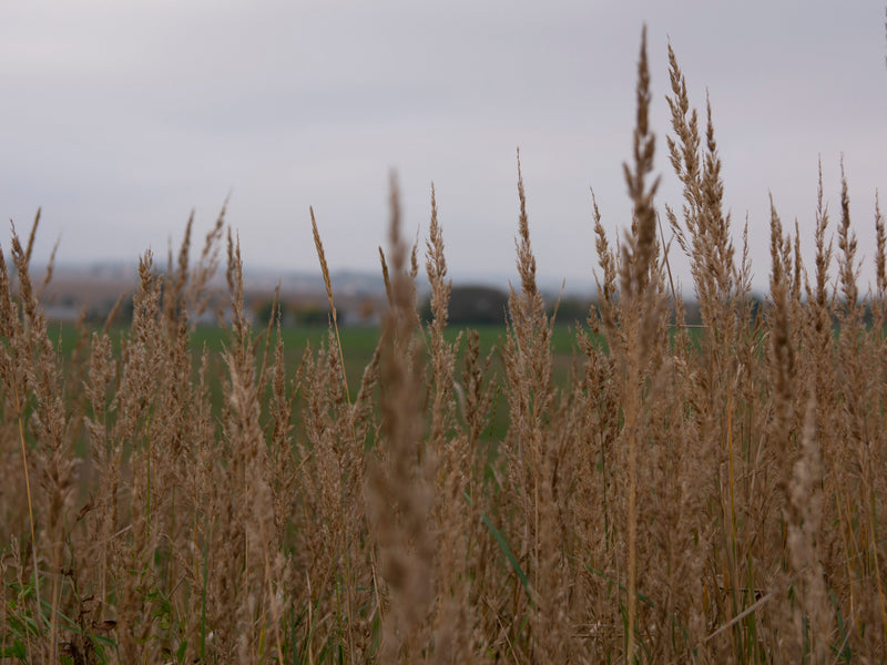 Load image into Gallery viewer, Native Grass Seed Blend - Big Bluestem, Little Bluestem, Indiangrass, RC Big Rock Switchgrass
