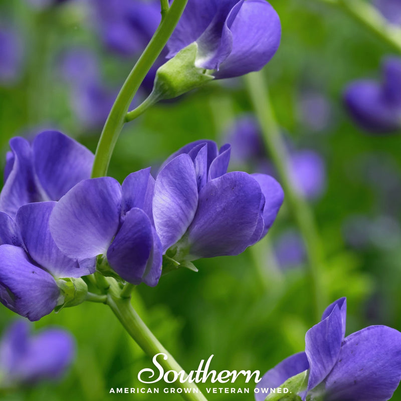 Load image into Gallery viewer, Wild Blue Indigo – 35 Seeds
