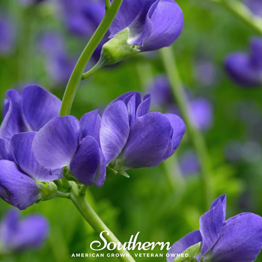 Wild Blue Indigo – 35 Seeds