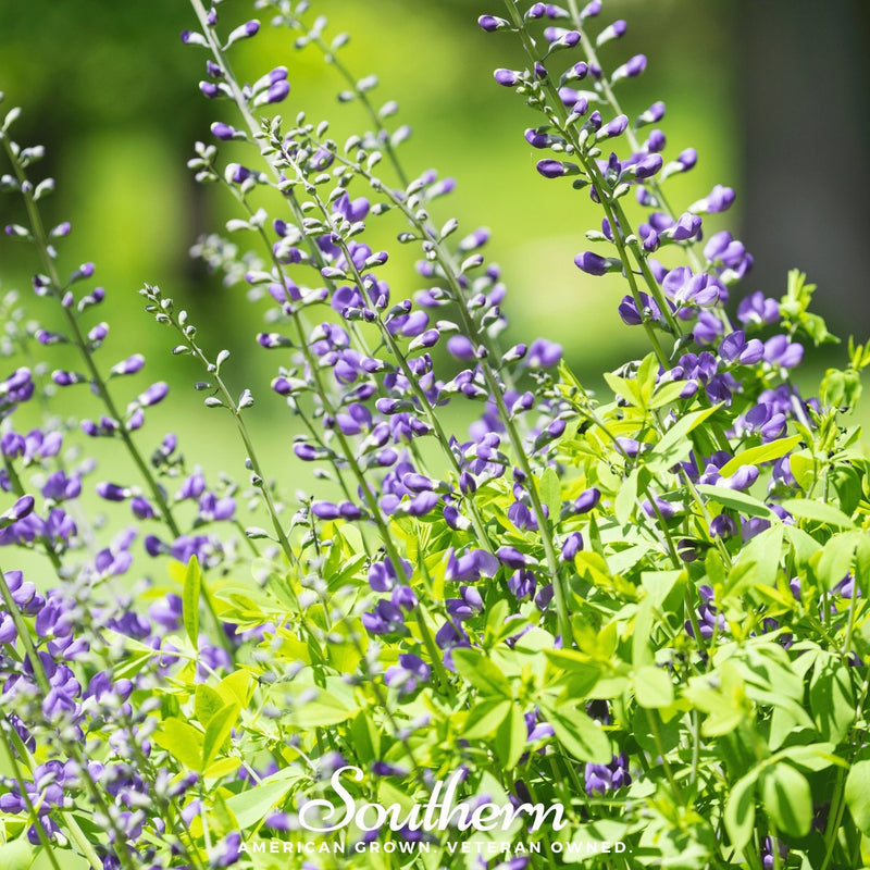 Load image into Gallery viewer, Wild Blue Indigo – 35 Seeds
