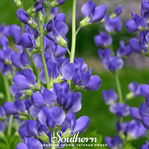 Wild Blue Indigo seeds package, 35 count, GrowTime Garden Supply
