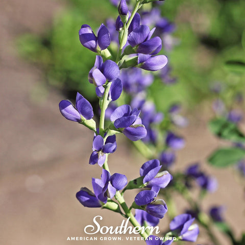Wild Blue Indigo – 35 Seeds, additional product view 2