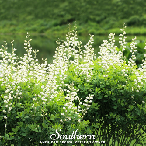 Wild White Indigo 35 Seeds