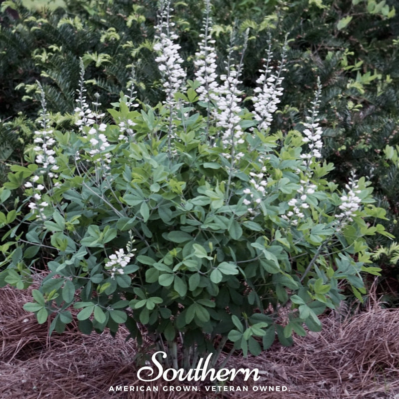 Load image into Gallery viewer, Wild White Indigo – 35 Seeds
