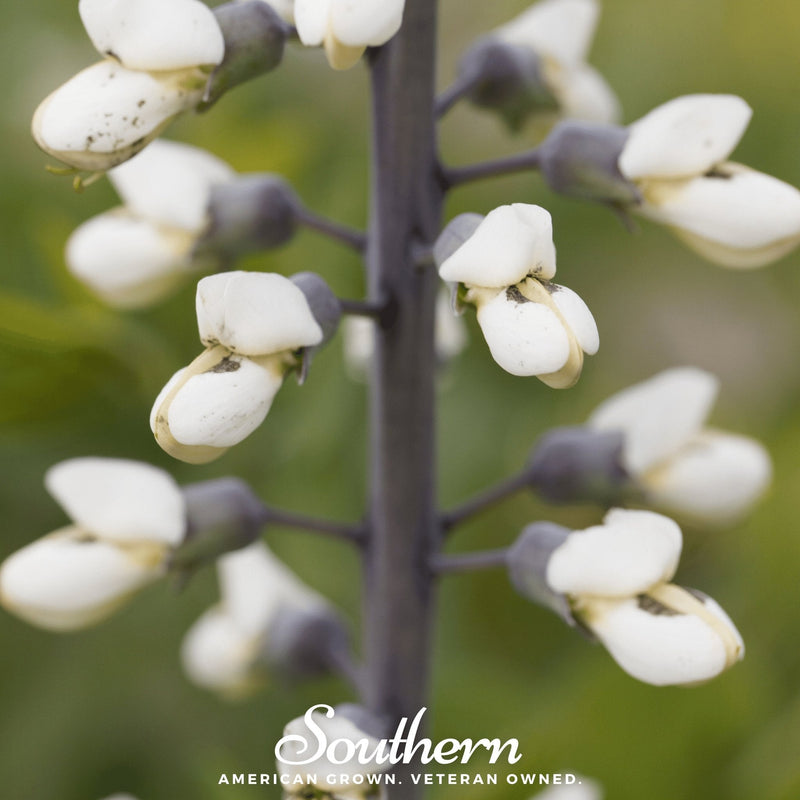 Load image into Gallery viewer, Wild White Indigo – 35 Seeds
