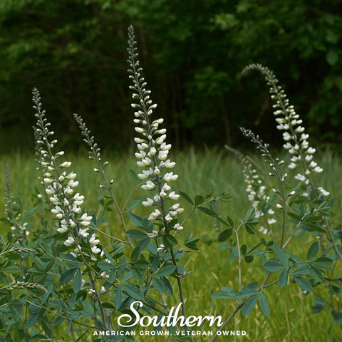 Wild White Indigo – 35 Seeds, additional product view 2