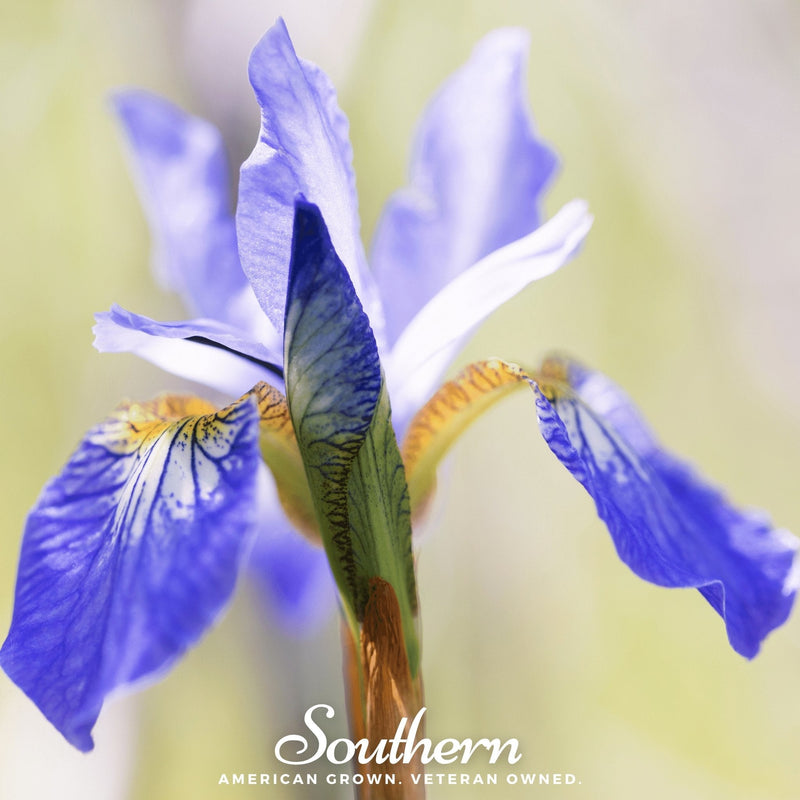 Load image into Gallery viewer, Northern Blue Flag Iris – 25 Seeds
