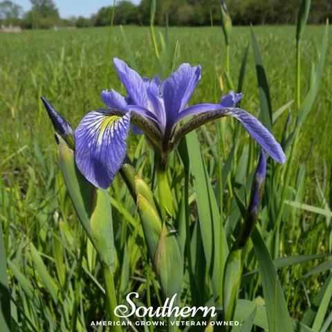 Northern Blue Flag Iris 25 Seeds