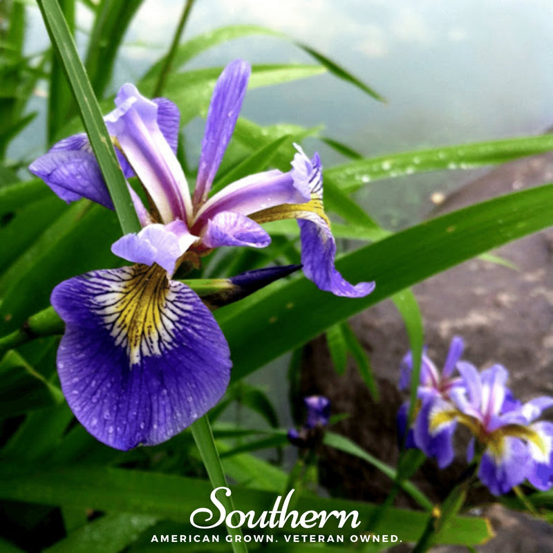 Load image into Gallery viewer, Northern Blue Flag Iris – 25 Seeds
