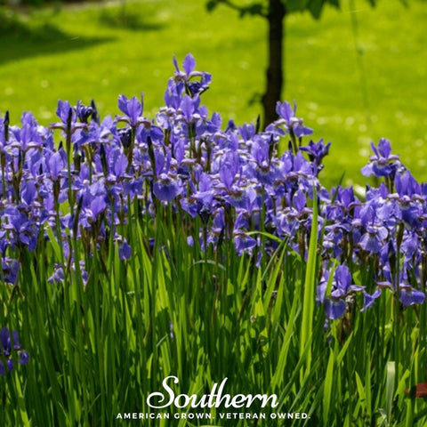 Northern Blue Flag Iris – 25 Seeds, additional product view 2