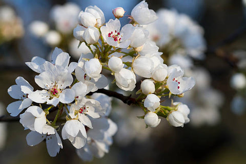 Callery Ornamental Pear Tree seeds package, GrowTime Garden Supply