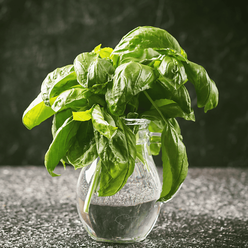 Load image into Gallery viewer, Italian Large Leaf Basil – 250 Seeds
