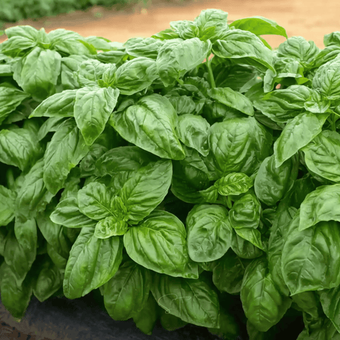 Italian Large Leaf Basil – 250 Seeds, additional product view 2