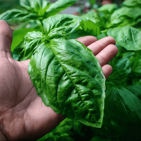 Italian Large Leaf Basil 250 Seeds