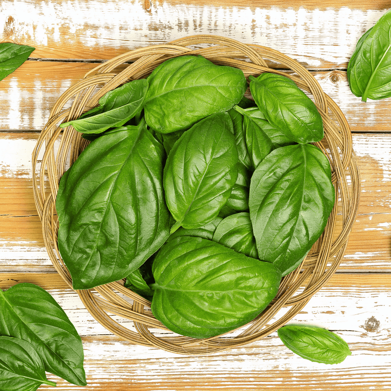 Load image into Gallery viewer, Italian Large Leaf Basil – 250 Seeds
