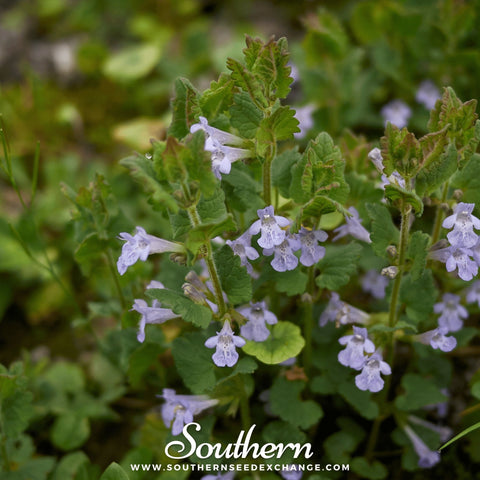 Ground Ivy – 25 Seeds, additional product view 2