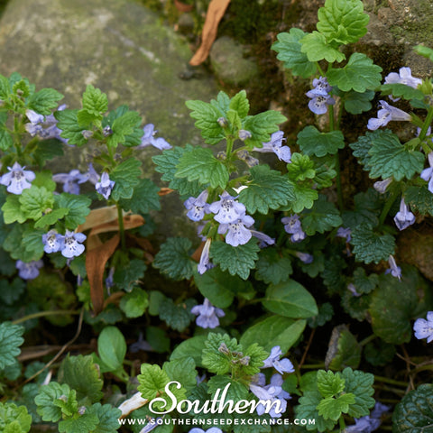 Ground Ivy seeds package, 25 count, GrowTime Garden Supply
