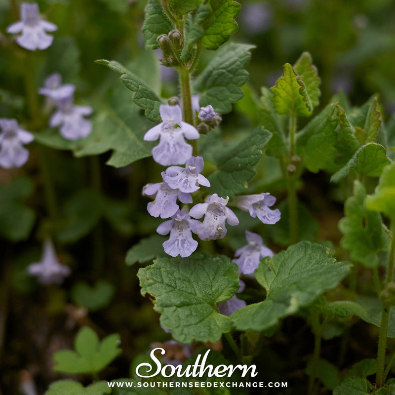 Load image into Gallery viewer, Ground Ivy – 25 Seeds
