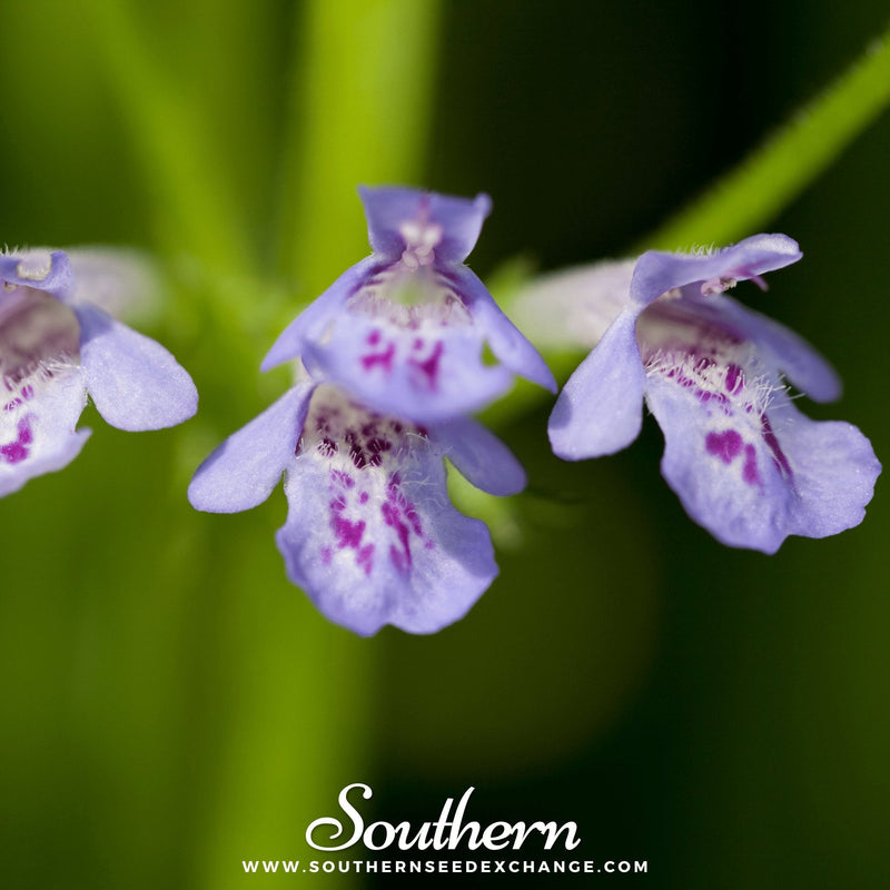 Load image into Gallery viewer, Ground Ivy – 25 Seeds
