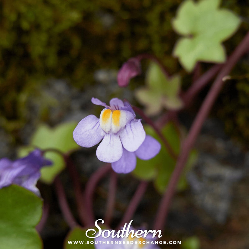 Load image into Gallery viewer, Kenilworth Ivy – 100 Seeds
