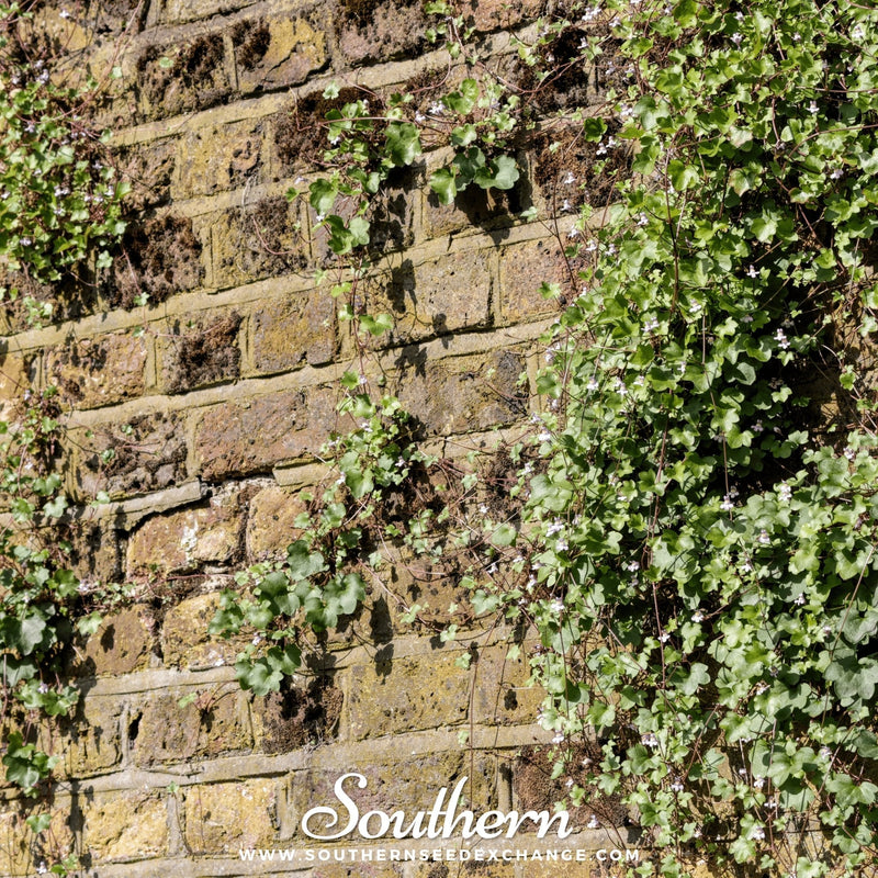 Load image into Gallery viewer, Kenilworth Ivy – 100 Seeds
