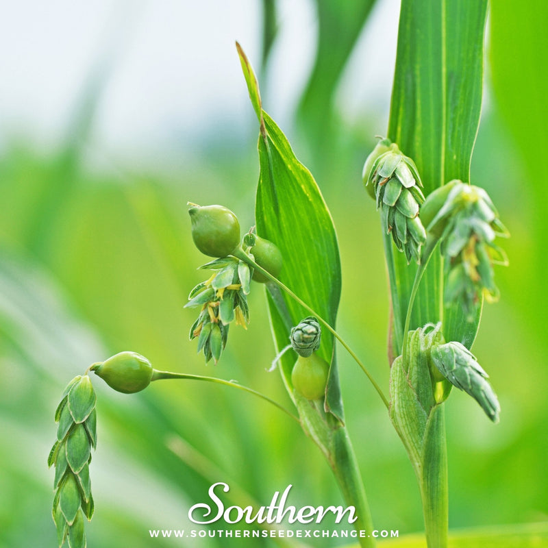 Load image into Gallery viewer, Job’s Tears – 10 Seeds
