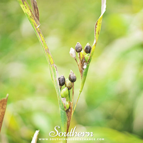 Job's Tears – 10 Seeds, additional product view 2
