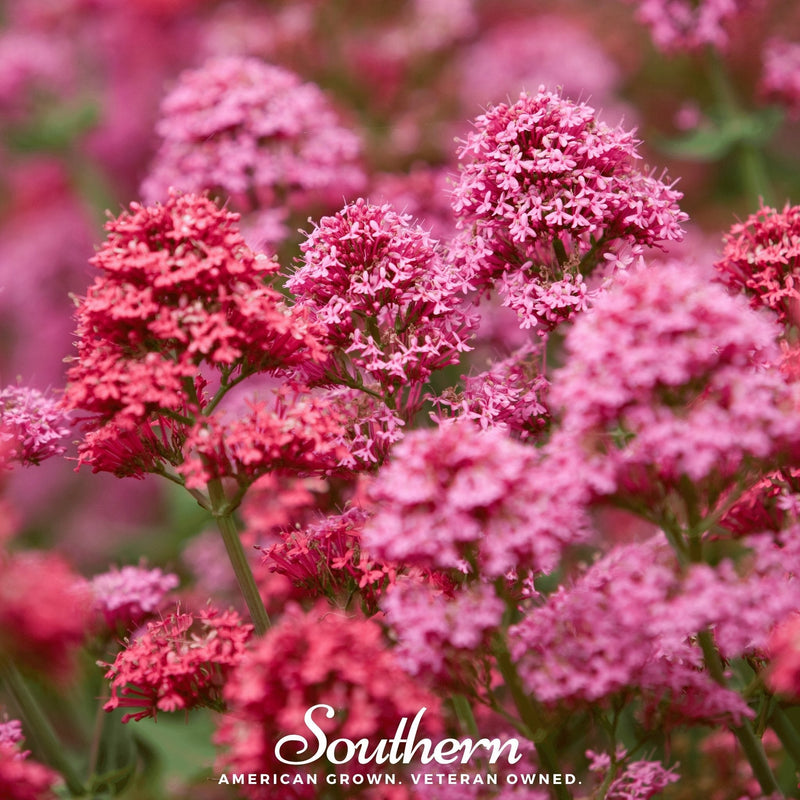 Load image into Gallery viewer, Spotted Joe Pye Weed – 100 Seeds
