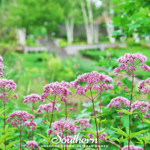 Spotted Joe Pye Weed 100 Seeds