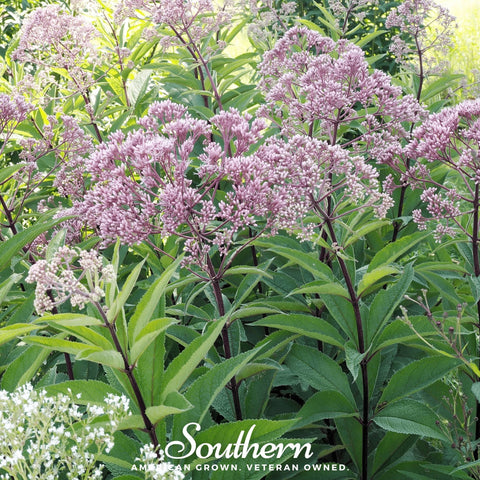 Spotted Joe Pye Weed – 100 Seeds, additional product view 2