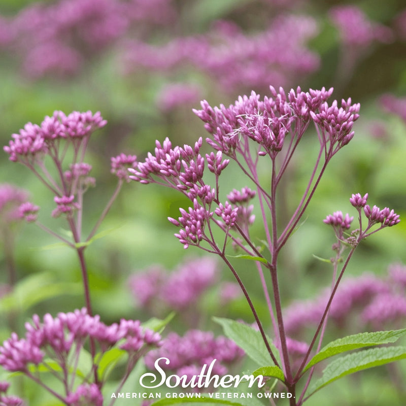 Load image into Gallery viewer, Spotted Joe Pye Weed – 100 Seeds
