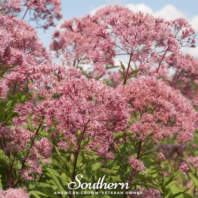Load image into Gallery viewer, Sweet Joe Pye Weed – 100 Seeds

