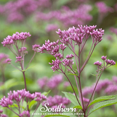 Sweet Joe Pye Weed 100 Seeds