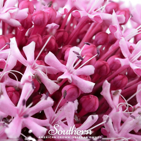 Sweet Joe Pye Weed – 100 Seeds, additional product view 2