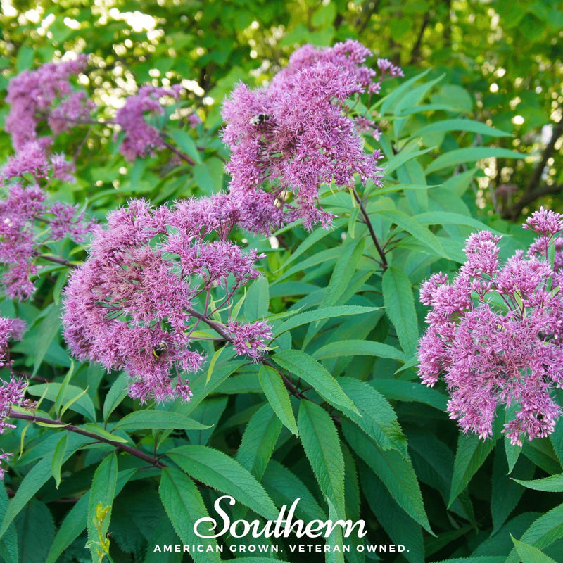 Load image into Gallery viewer, Sweet Joe Pye Weed – 100 Seeds
