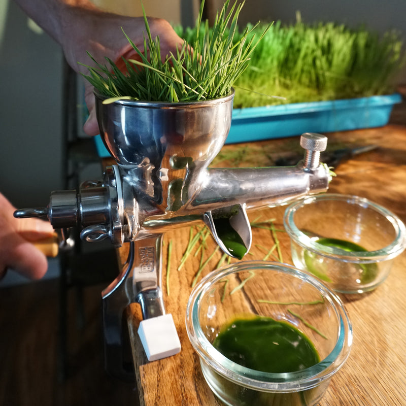 Load image into Gallery viewer, Non -GMO Wheat Seed For Wheatgrass or Catgrass
