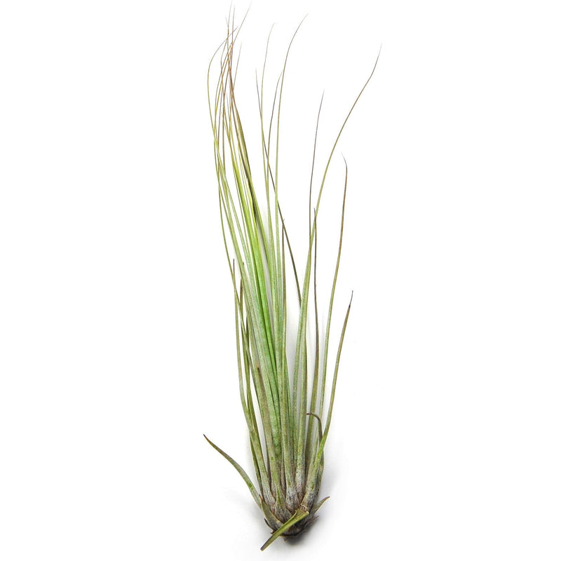 Load image into Gallery viewer, Tillandsia Juncifolia Air Plants
