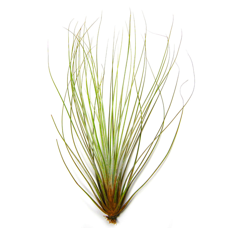Load image into Gallery viewer, Large Tillandsia Juncifolia Air Plants /  8-12 Inch Plants
