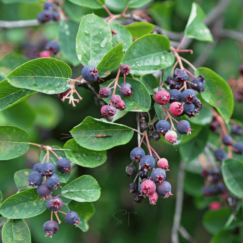 Load image into Gallery viewer, Juneberry – Serviceberry – 50 Seeds
